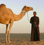 File:Camel01.jpg - Wikimedia Commons